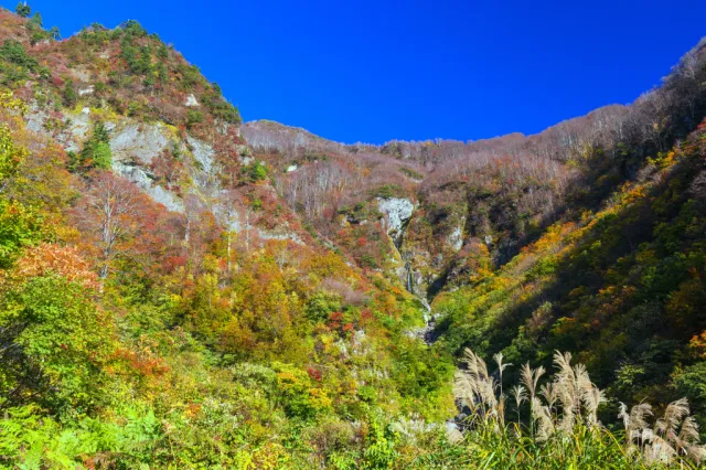 紅葉の見頃
