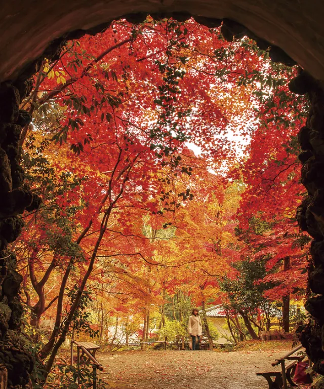 紅葉の見頃