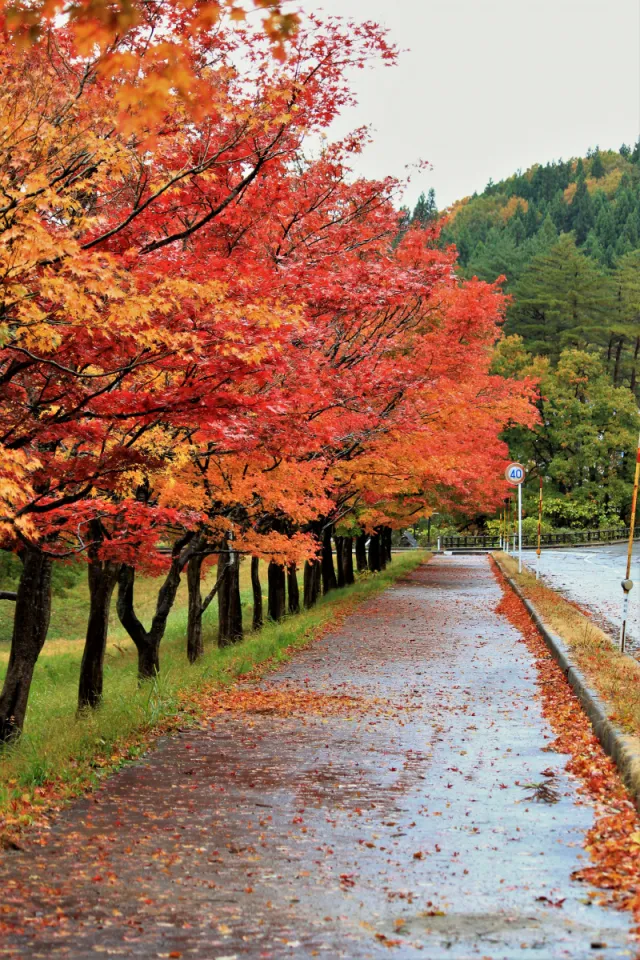 紅葉の見頃