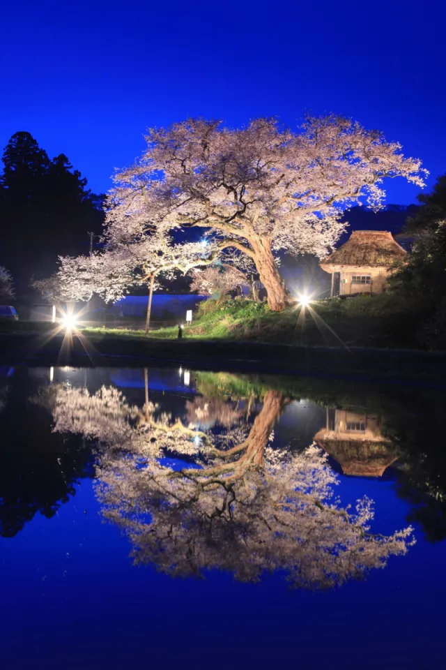 桜の開花状況