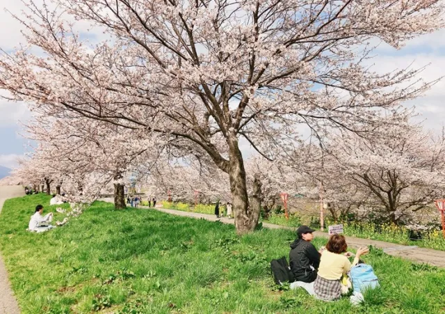 桜の開花状況