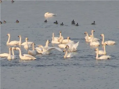 白鳥の飛来状況