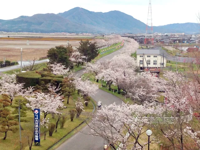大河津分水桜並木