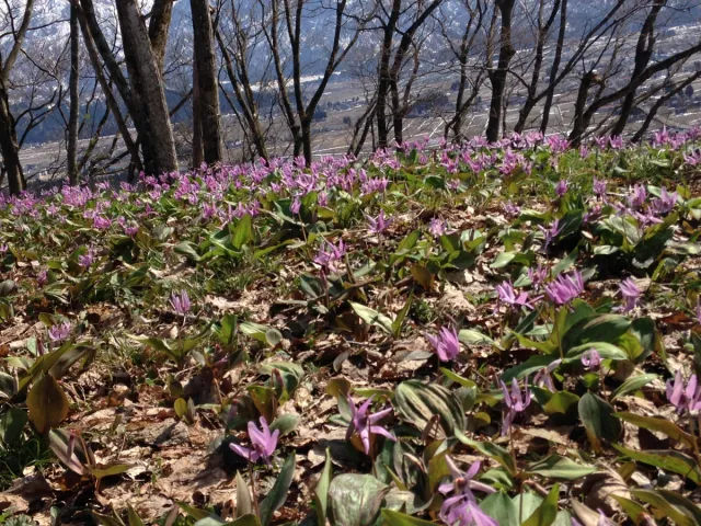カタクリの開花状況