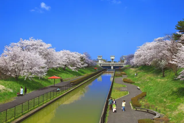 桜の開花状況