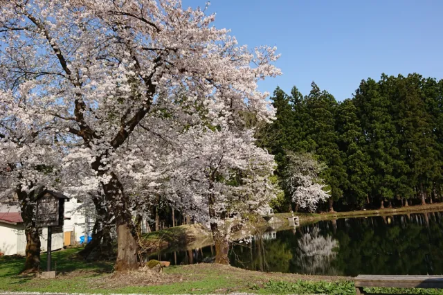 桜の開花状況