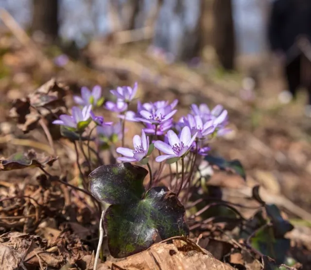 雪割草の開花状況
