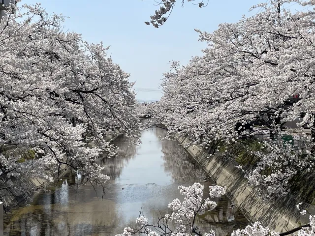 桜の開花状況