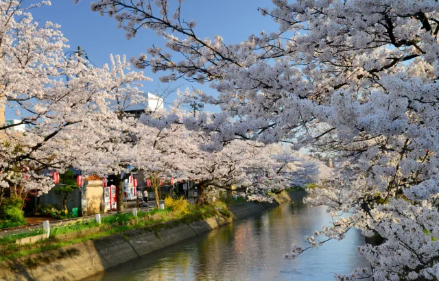福島江沿い【桜の名所】