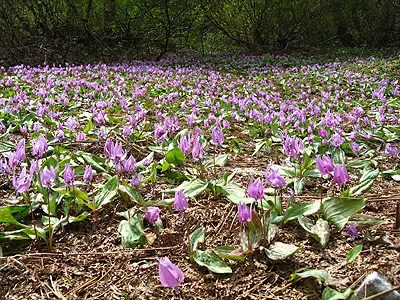 カタクリの開花状況