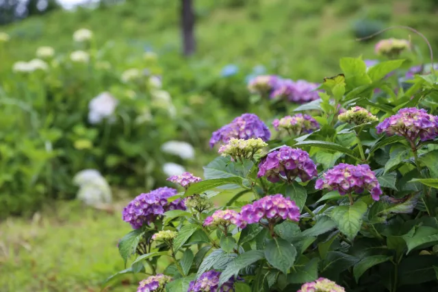 その他の花の開花情報