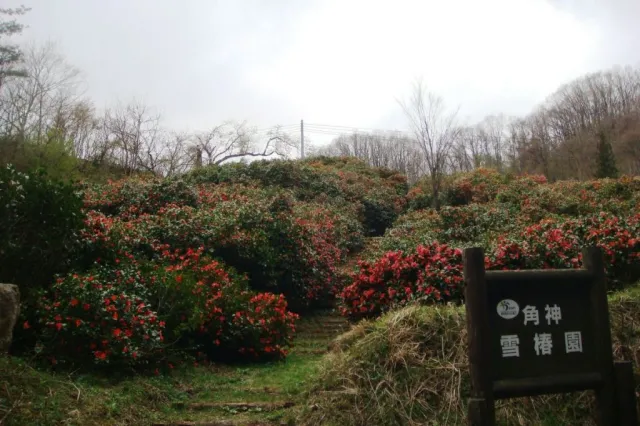 ユキツバキの開花状況