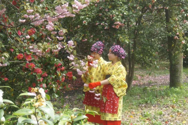 ユキツバキの開花状況