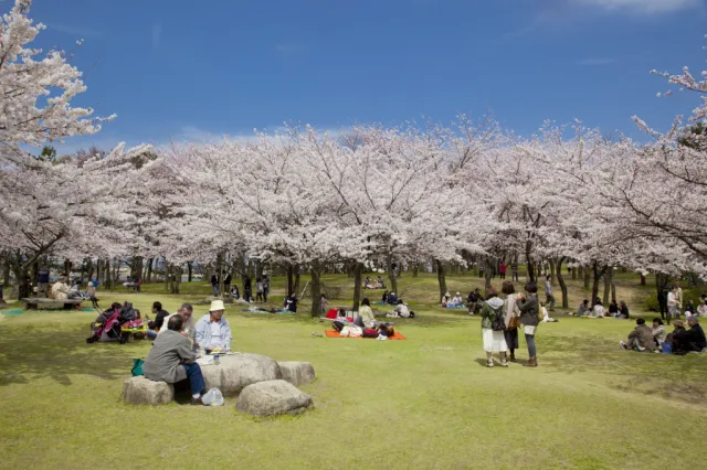 桜の開花状況