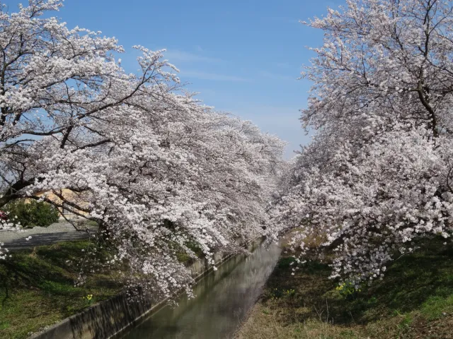 桜の開花状況