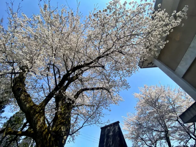 桜の開花状況