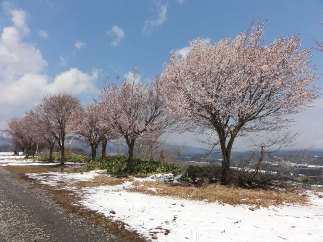 桜の開花状況