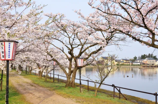 桜の開花状況