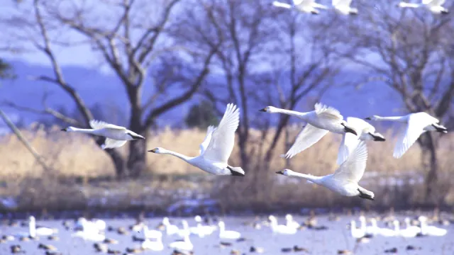 瓢湖水きん公園