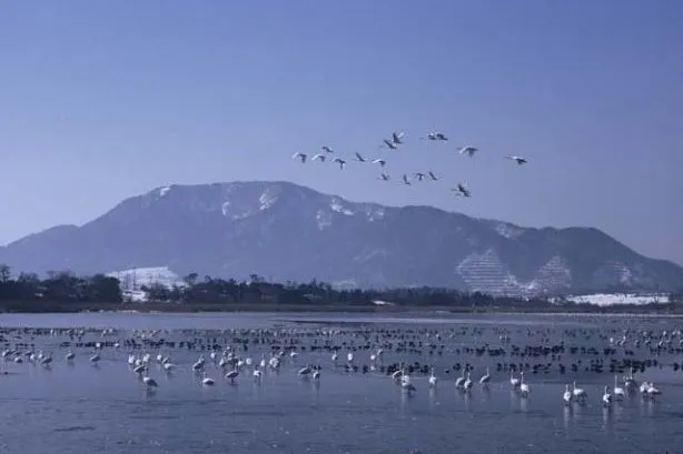 白鳥の飛来状況