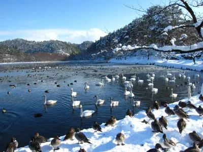 白鳥の飛来状況