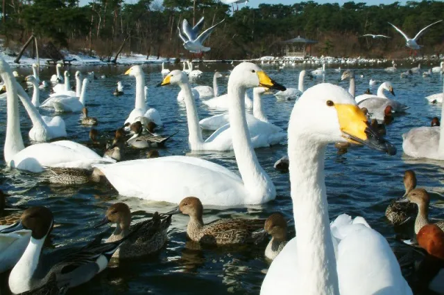 白鳥の飛来状況