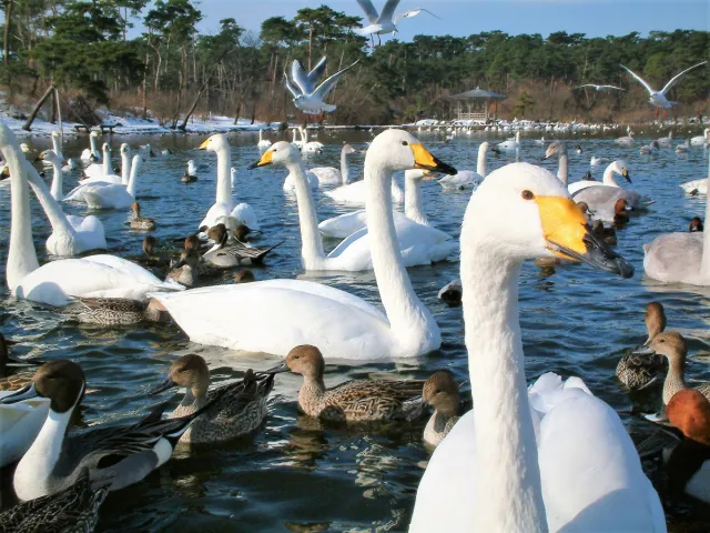 お幕場・大池公園