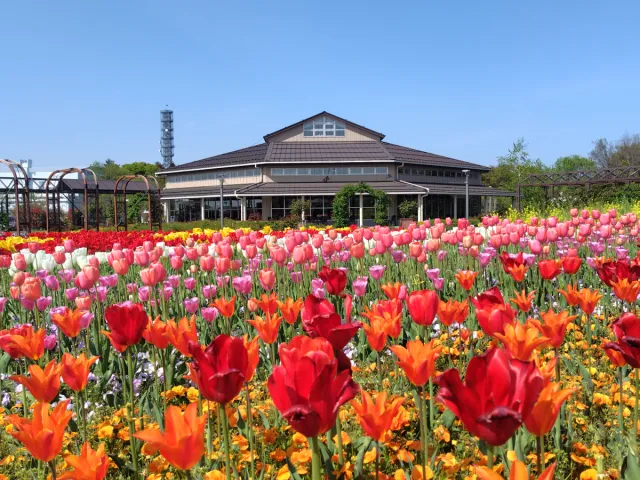 チューリップの開花状況