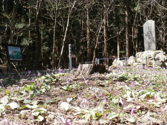 天神山武者溜り【カタクリ】