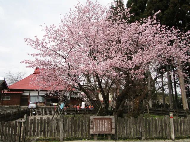 桜の開花状況