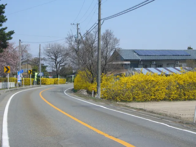 レンギョウ街道【レンギョウの名所】