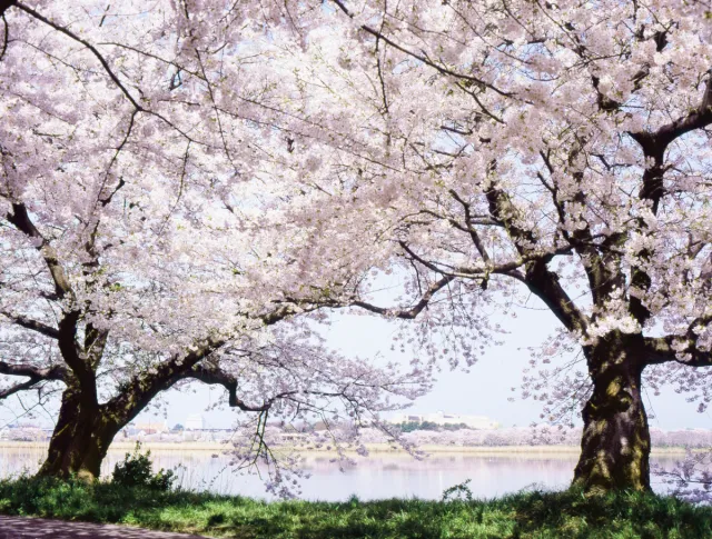 鳥屋野潟