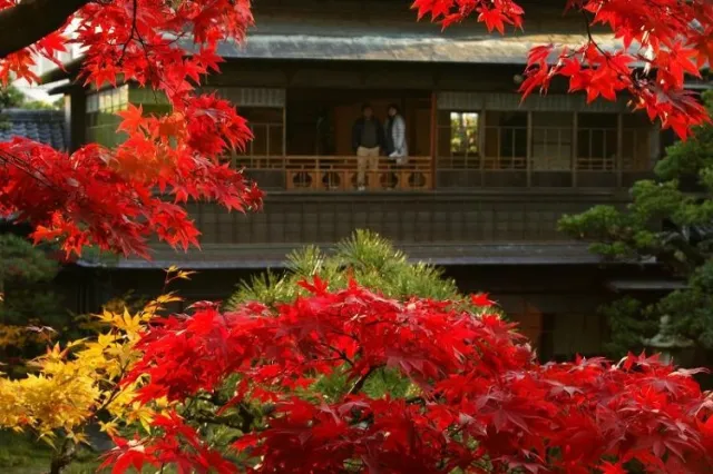 紅葉の見頃
