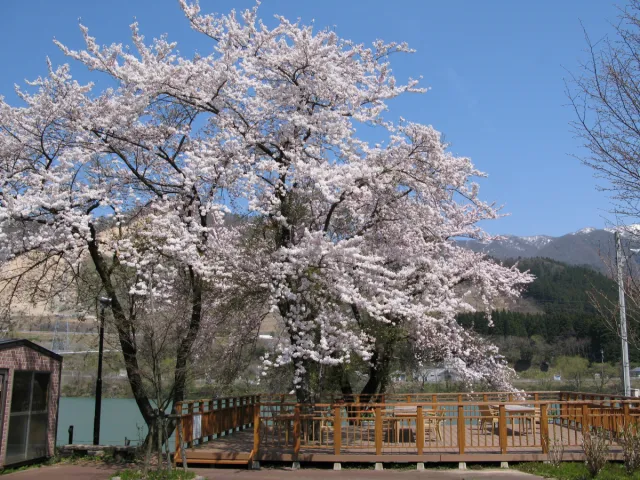 桜の開花状況