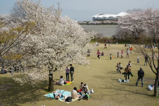 桜の開花状況
