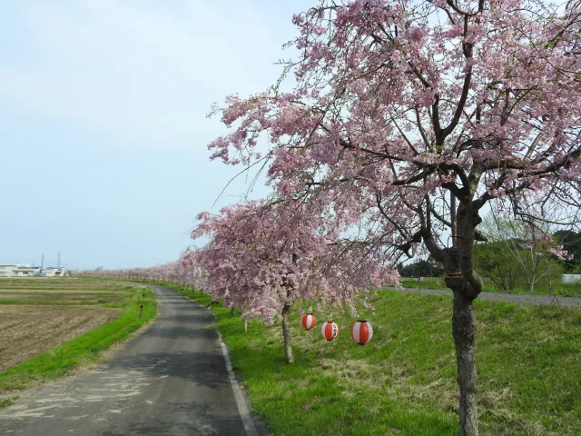 平牛しだれ桜