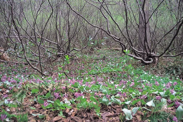 カタクリの開花状況
