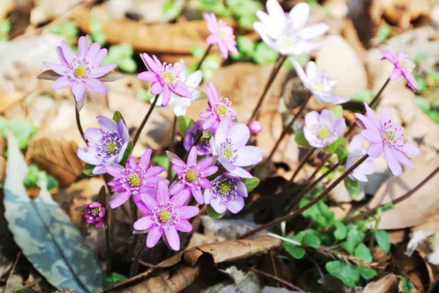 雪割草の開花状況