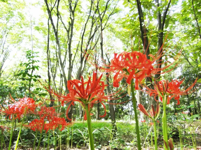 その他の花の開花情報