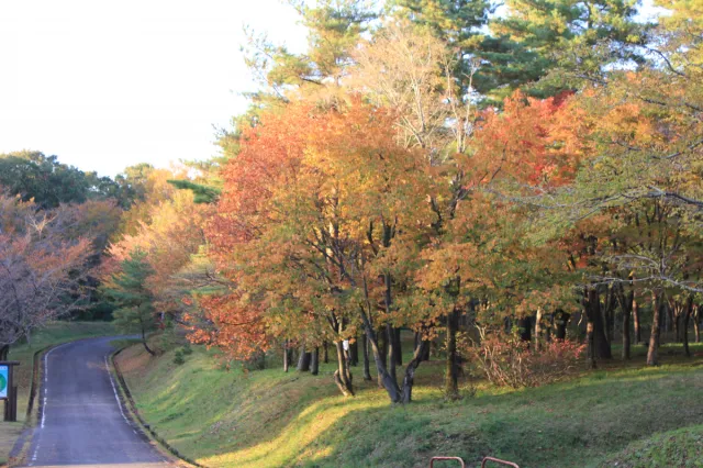 紅葉の見頃