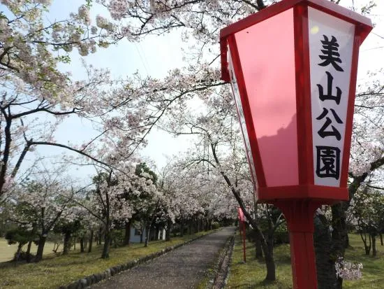 桜の開花状況