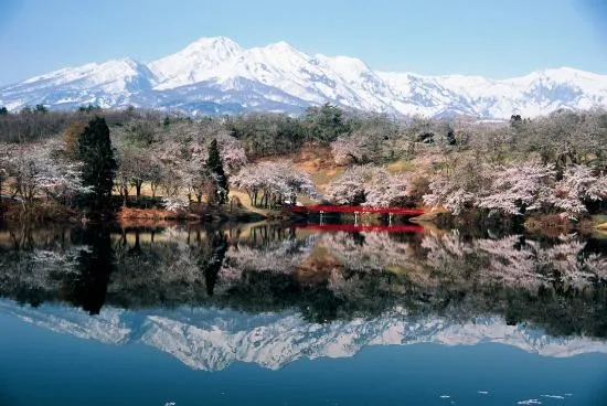桜の開花状況