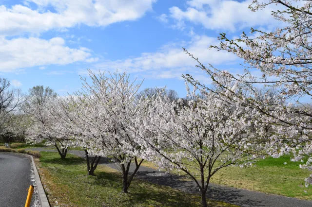 桜の開花状況