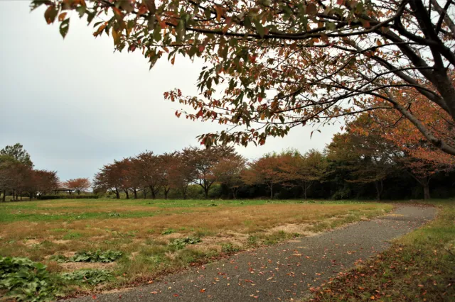 紅葉の見頃