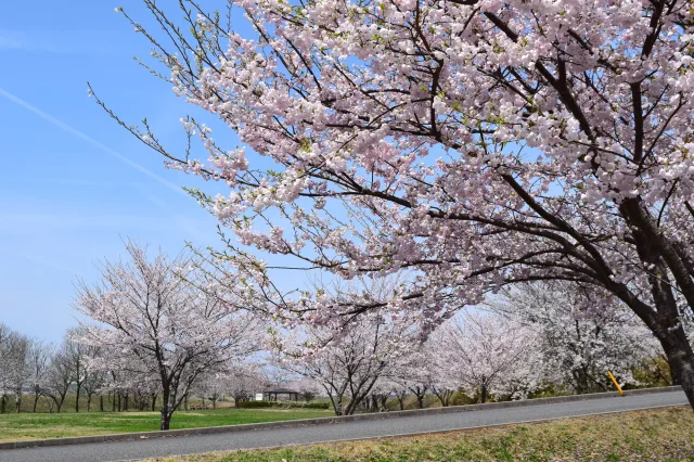 赤川霞堤公園