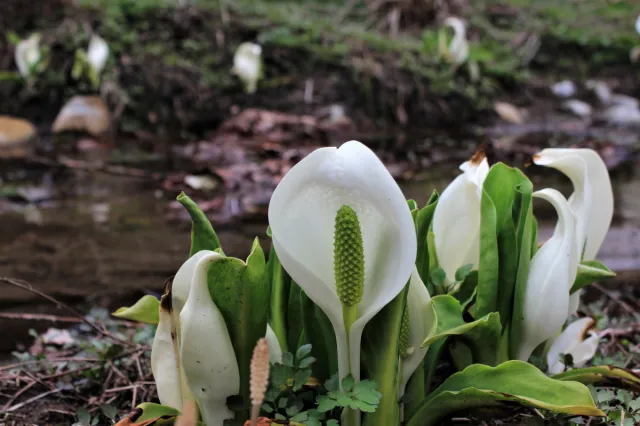 ミズバショウの開花状況