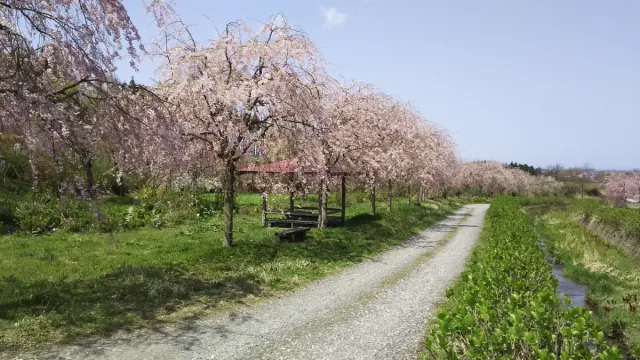 桜の開花状況