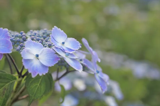 その他の花の開花情報