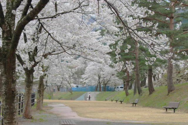 桜の開花状況