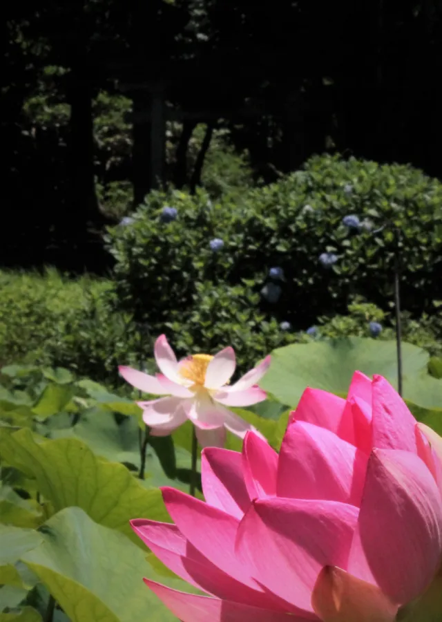 その他の花の開花情報